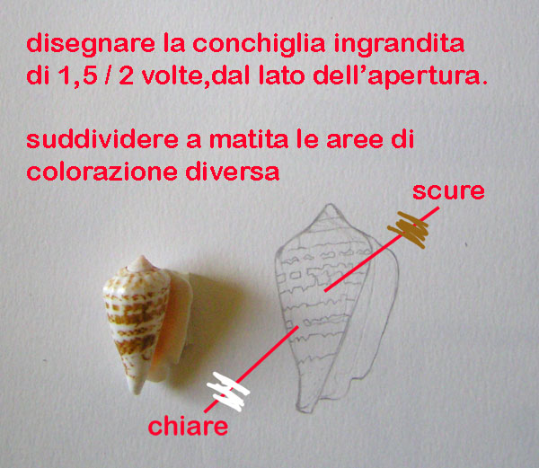 Disegno naturalistico 4 lezione